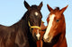 two thoroughbreds Wall Mural