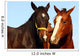two thoroughbreds Wall Mural
