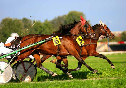 Harness Racing Wall Decal