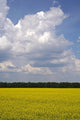 Meadow Wall Mural