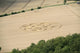 Crop Circle in cornfield Wall Mural