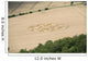 Crop Circle in cornfield Wall Mural