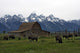 Bisons with Old Barn in Grand Teton Wall Mural
