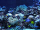 Underwater Wall Mural