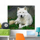 Artic Wolf Wall Mural