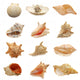 Seashells Wall Stickers