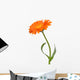 Calendula Wall Decal