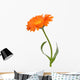 Calendula Wall Decal