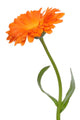 Calendula Wall Decal