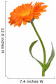 Calendula Wall Decal
