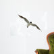 Black Headed Seagull Flying in Sky Wall Decal