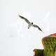 Black Headed Seagull Flying in Sky Wall Decal