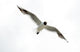 Black Headed Seagull Flying in Sky Wall Decal