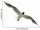 Black Headed Seagull Flying in Sky Wall Decal