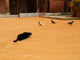 Chat Noir Et Pigeons Wall Mural