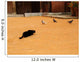 Chat Noir Et Pigeons Wall Mural