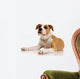 American Staffordshire Terrier on White Background Wall Decal