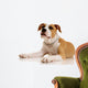 American Staffordshire Terrier on White Background Wall Decal
