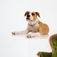American Staffordshire Terrier on White Background Wall Decal