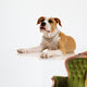 American Staffordshire Terrier on White Background Wall Decal