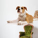 American Staffordshire Terrier on White Background Wall Decal