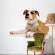 American Staffordshire Terrier on White Background Wall Decal