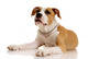 American Staffordshire Terrier on White Background Wall Decal