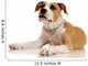 American Staffordshire Terrier on White Background Wall Decal