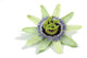 Passion Flower Wall Decal