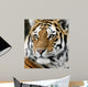 Tiger Wall Mural