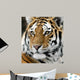 Tiger Wall Mural