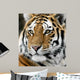 Tiger Wall Mural