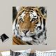 Tiger Wall Mural