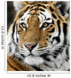 Tiger Wall Mural