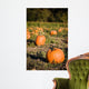 Pumpkins patch Wall Mural