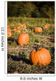 Pumpkins patch Wall Mural