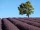 Baum im Lavendelfeld Wall Decal
