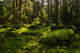 Mossy Forest Wall Mural