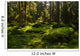 Mossy Forest Wall Mural