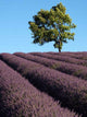 Lavendelfeld Der Provence Wall Decal