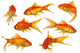 Gold Fish Wall Decal