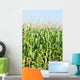 Maisfeld Wall Mural