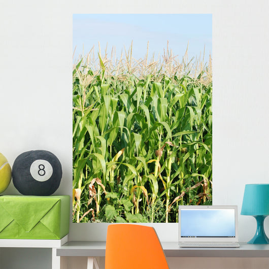 Maisfeld Wall Mural