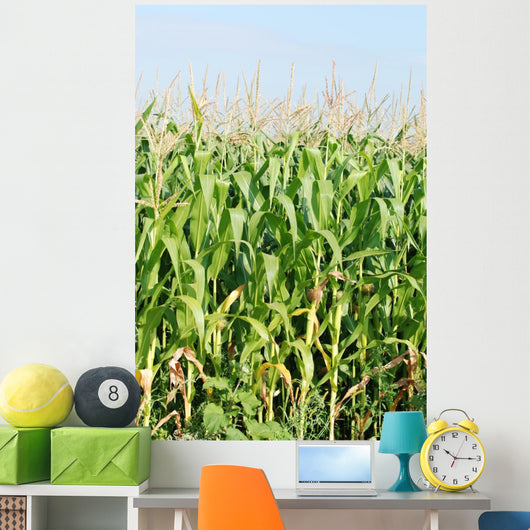 Maisfeld Wall Mural
