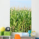 Maisfeld Wall Mural