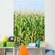 Maisfeld Wall Mural