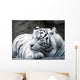 big cat Wall Mural
