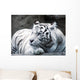 big cat Wall Mural