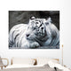 big cat Wall Mural