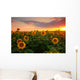 Sunflower field on a warm summer evening Wall Mural